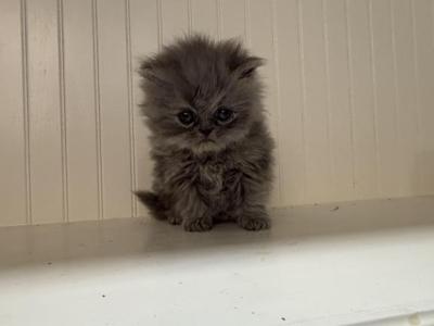 Gemma - Persian - Gallery Photo #1