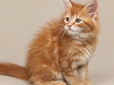 Boy V20 - Maine Coon - Gallery Photo #1