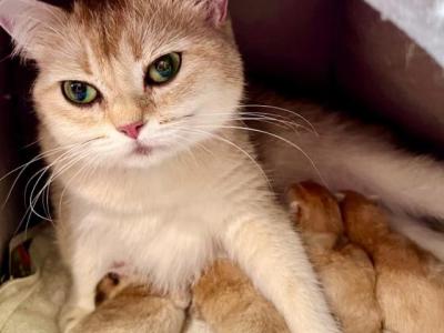 Golden Flkitten1 - British Shorthair - Gallery Photo #1