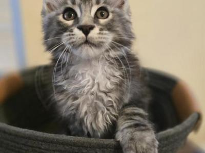 Maine Coon Female And Male - Maine Coon - Gallery Photo #1
