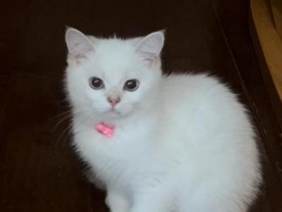Flkitten1 White - British Shorthair - Gallery Photo #1