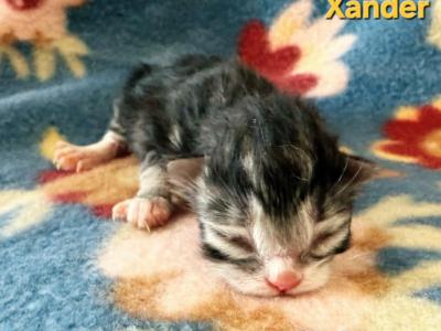 Xander - Siberian - Gallery Photo #1