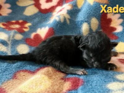 Xaden - Siberian - Gallery Photo #1