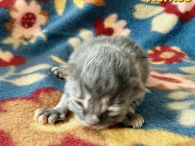 Xerxes - Siberian - Gallery Photo #1