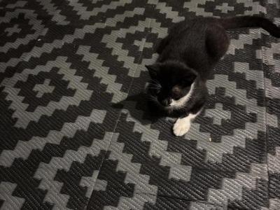 Nia - Siamese - Gallery Photo #1