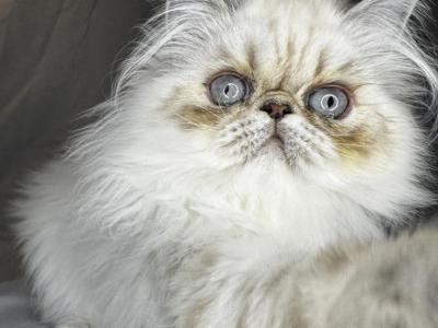 ROS 24 CFA LILAC TORTIE POINT - Himalayan - Gallery Photo #1