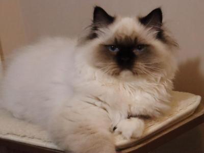 Seal Mitted - Ragdoll - Gallery Photo #1