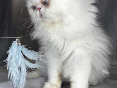 CO1 Prince Caspian White PERSIAN BLUE EYES - Persian - Gallery Photo #1