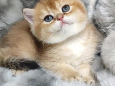 Olya - British Shorthair - Gallery Photo #1