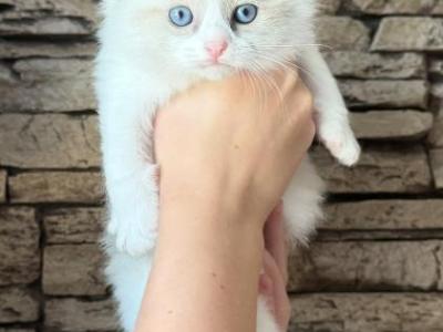 Ragdoll Kitten - Ragdoll - Gallery Photo #1