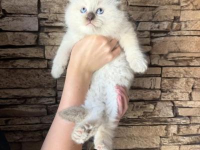 Female Ragdoll - Ragdoll - Gallery Photo #1