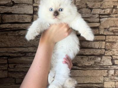 Ragdoll Female - Ragdoll - Gallery Photo #1