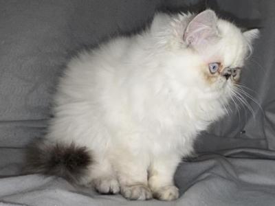 MIL19  CFA Lila Lilac Point Himalayan Female - Himalayan - Gallery Photo #1