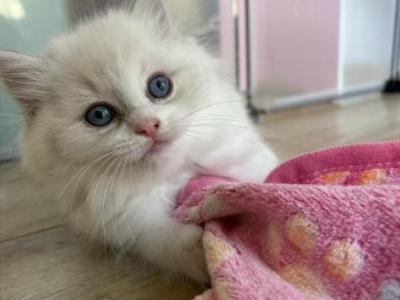 Polo - Ragdoll - Gallery Photo #1