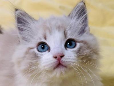 Eileithyia - Ragdoll - Gallery Photo #1
