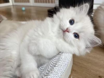 Hephaestus - Ragdoll - Gallery Photo #1