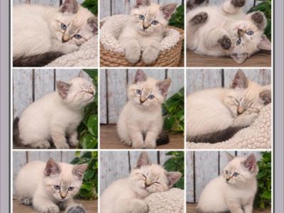 Female Siberian Ragdoll - Siberian - Gallery Photo #1