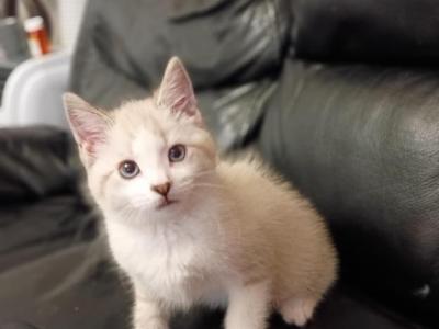 Siamese Kittens - Siamese - Gallery Photo #1