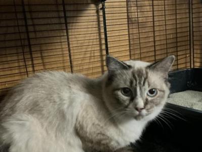 Ragdoll Kittens Coming Soon - Ragdoll - Gallery Photo #1