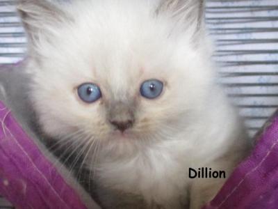 Dillion - Ragdoll - Gallery Photo #1