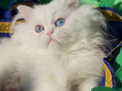 Beautiful Persian Dollface All White Male Availa - Persian - Gallery Photo #1