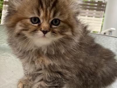 Adorable Persian Kitten - Persian - Gallery Photo #1