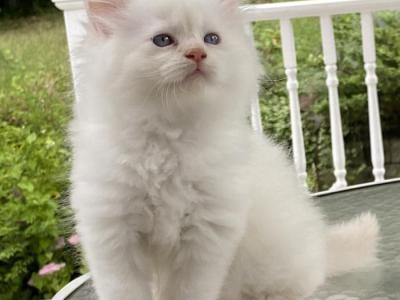 Adorable White Persian - Persian - Gallery Photo #1