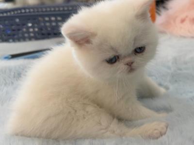 Exotic Shorthair Boy - Exotic - Gallery Photo #1