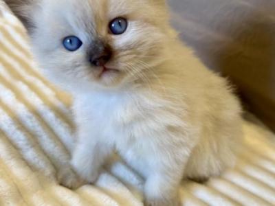 Wish Upon A Star Litter - Ragdoll - Gallery Photo #1