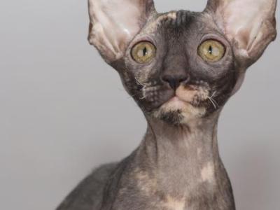 Verenas Rex Olly - Cornish Rex - Gallery Photo #1