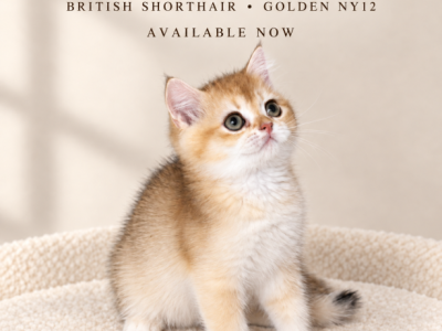 Meet LEO - British Shorthair - Gallery Photo #1