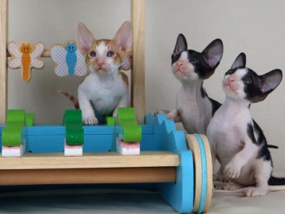 Verenas Rex Litter O - Cornish Rex - Gallery Photo #1