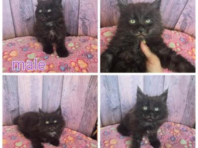 Male Black Smoke - Maine Coon - Gallery Photo #1