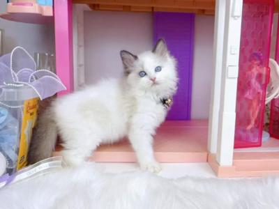 R281 - Ragdoll - Gallery Photo #1