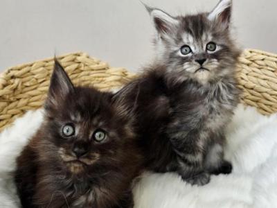 Male Mainecoon Kittens - Maine Coon - Gallery Photo #1