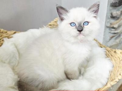 Ragdoll Kittens - Ragdoll - Gallery Photo #1