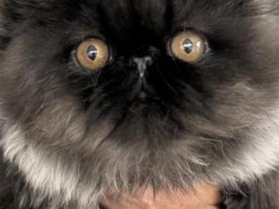 Black Smoke - Persian - Gallery Photo #1