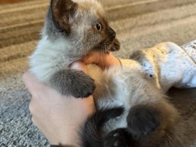 Kitten - Siamese - Gallery Photo #1