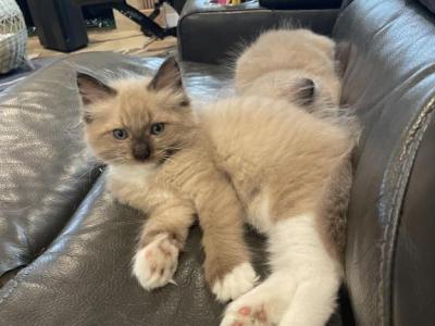 Sun - Ragdoll - Gallery Photo #1