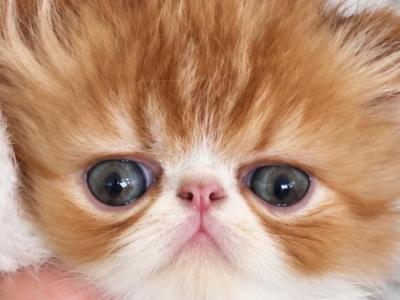 Red And White Bicolor - Persian - Gallery Photo #1
