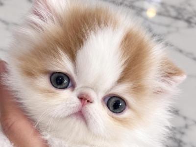 Red And White Van - Persian - Gallery Photo #1