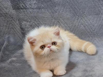 Exotic Shorthair Kittens - Exotic - Gallery Photo #1