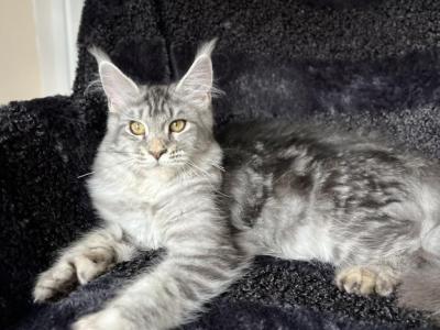 Girl V83 - Maine Coon - Gallery Photo #1