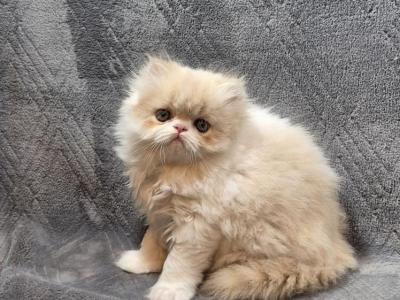 Persian Kittens - Persian - Gallery Photo #1