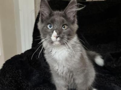 Sherlok - Maine Coon - Gallery Photo #1