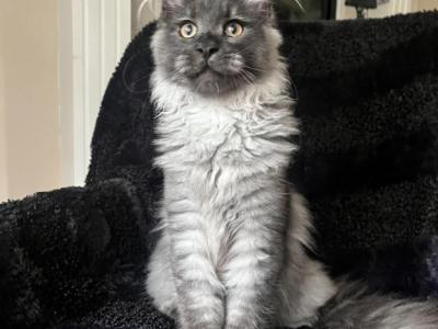 Boy V92 - Maine Coon - Gallery Photo #1