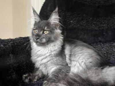 Boy V92 - Maine Coon - Gallery Photo #1