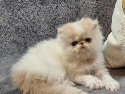 PERSIAN & EXOTIC SHORTHAIR - Persian - Gallery Photo #1