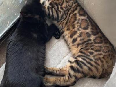 Kirin - Bengal - Gallery Photo #1