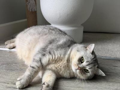 Onyx - Scottish Straight - Gallery Photo #1